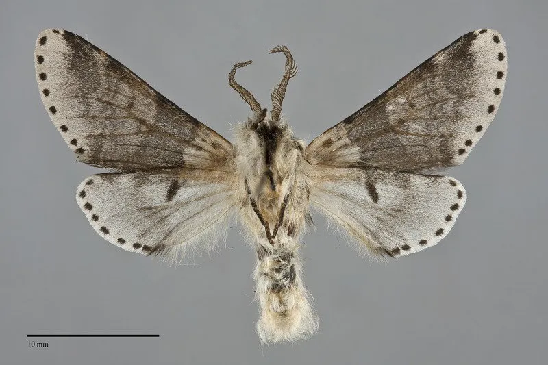 Furcula gigans