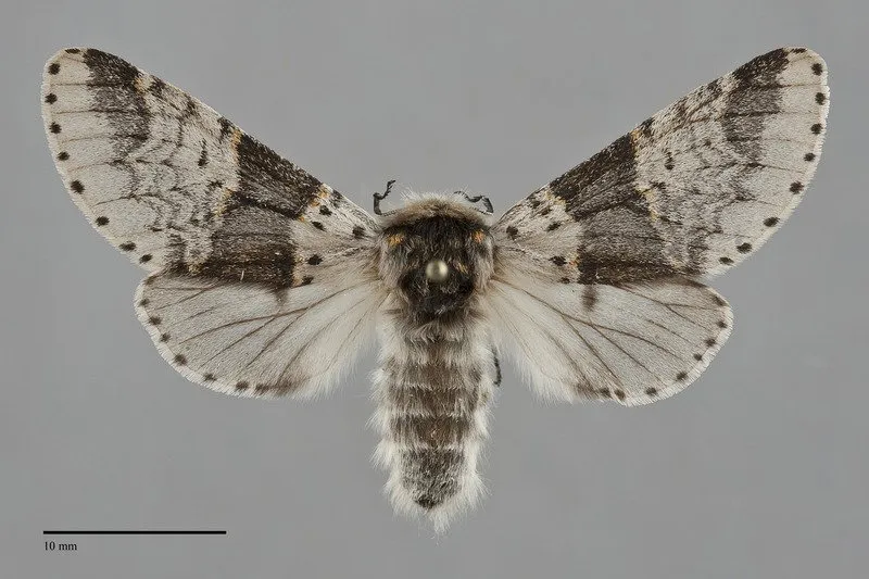 Furcula gigans