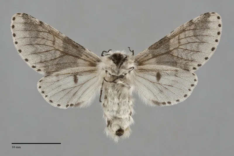 Furcula gigans