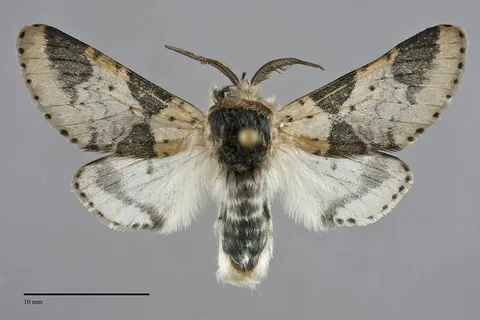 Furcula modesta