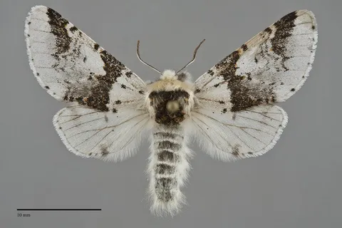 Furcula scolopendrina