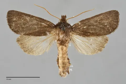 Globia alameda