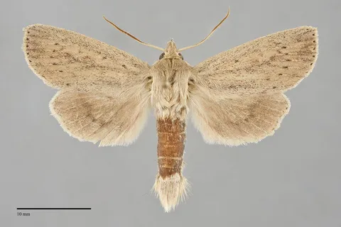 Globia oblonga