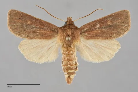 Globia subflava