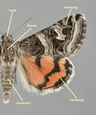 Abdomen