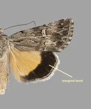 Marginal band