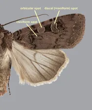 Claviform spot
