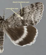 Subreniform spot