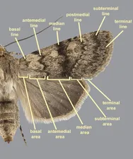 Antemedial area