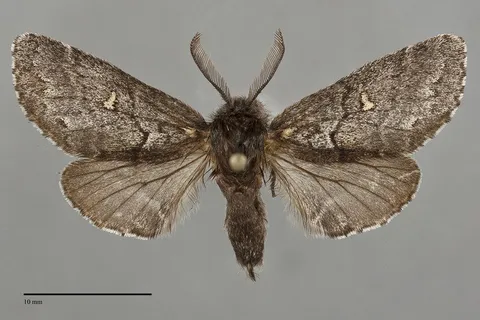 Gluphisia avimacula