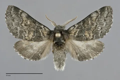 Gluphisia septentrionis
