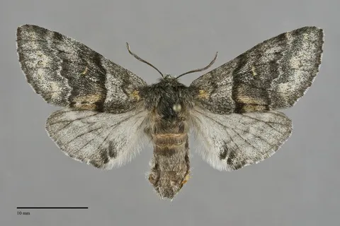 Gluphisia severa