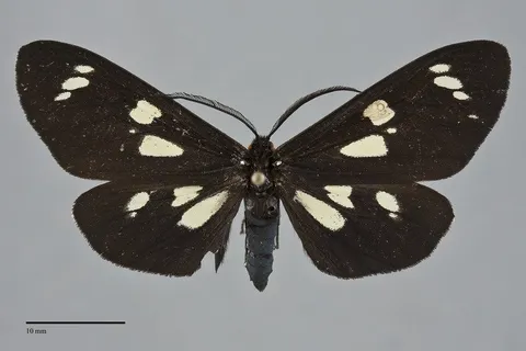 Gnophaela latipennis