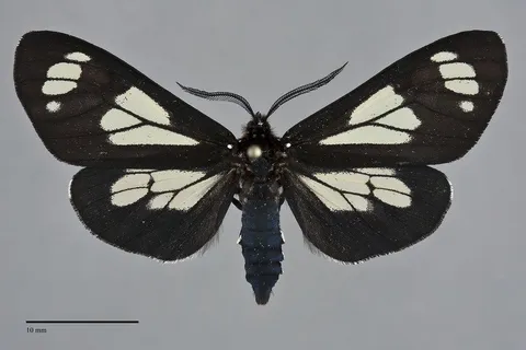 Gnophaela vermiculata