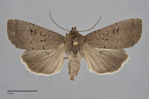Graphiphora augur