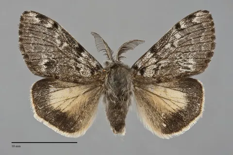 Gynaephora rossii