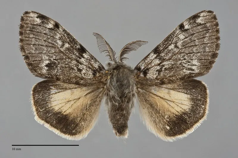 Gynaephora rossii