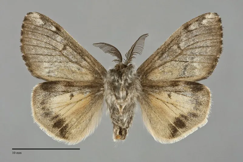 Gynaephora rossii