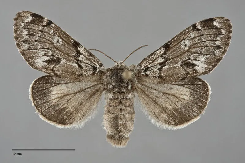 Gynaephora rossii