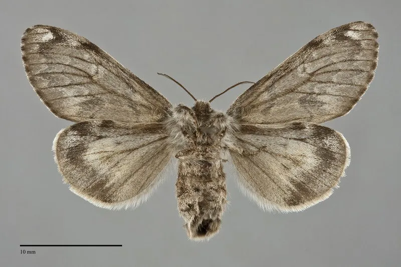 Gynaephora rossii