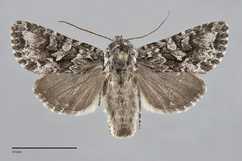 Hada sutrina