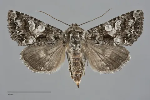 Hadena caelestis