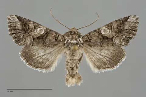 Hadena capsularis