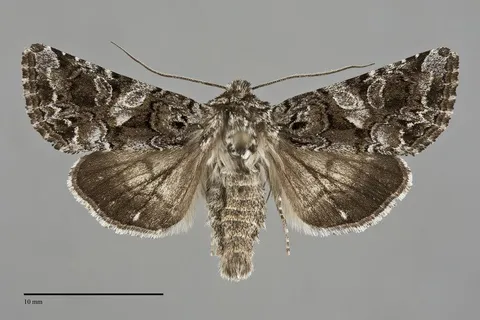 Hadena ectrapela