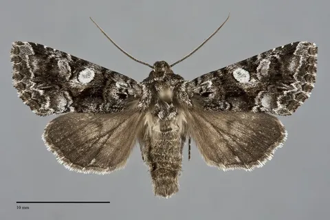 Hadena siskiyou