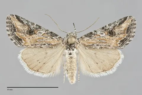 Hadenella pergentilis