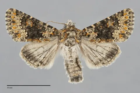 Hecatera dysodea