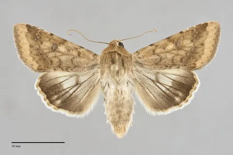 Helicoverpa zea
