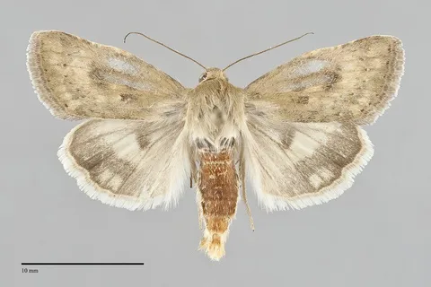 Heliocheilus paradoxus