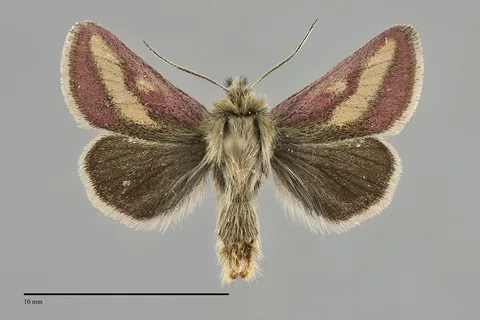 Heliolonche modicella