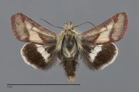Heliolonche pictipennis