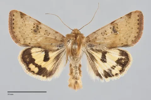 Heliothis acesias