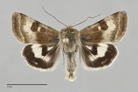 Heliothis oregonica