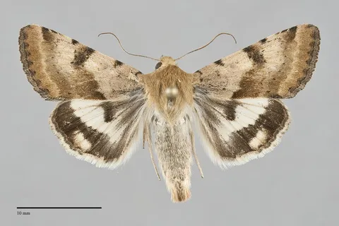 Heliothis phloxiphaga