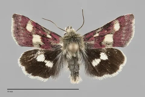 Heliothodes diminutivus