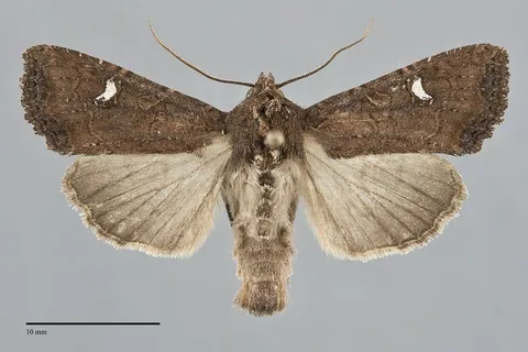 Helotropha reniformis