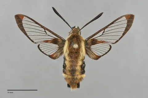 Hemaris diffinis