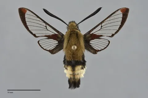 Hemaris thetis