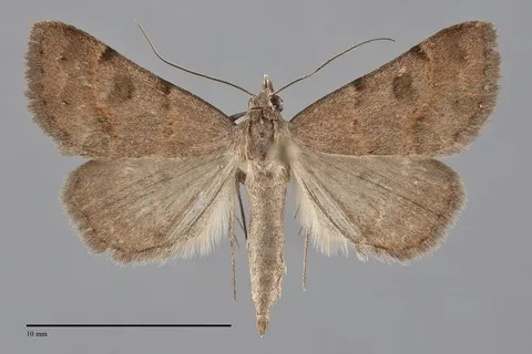 Hemeroplanis historialis