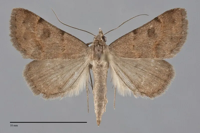 Hemeroplanis historialis