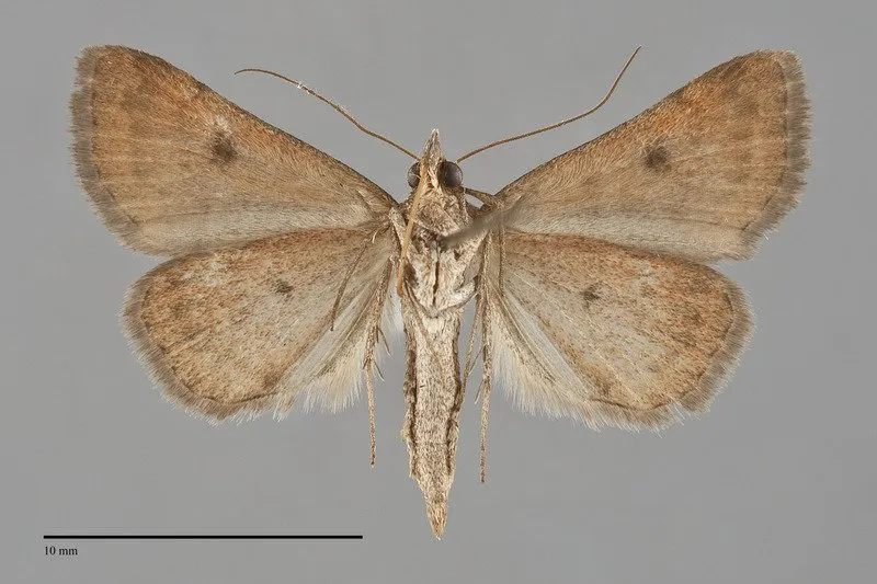 Hemeroplanis historialis