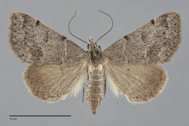 Hemeroplanis historialis