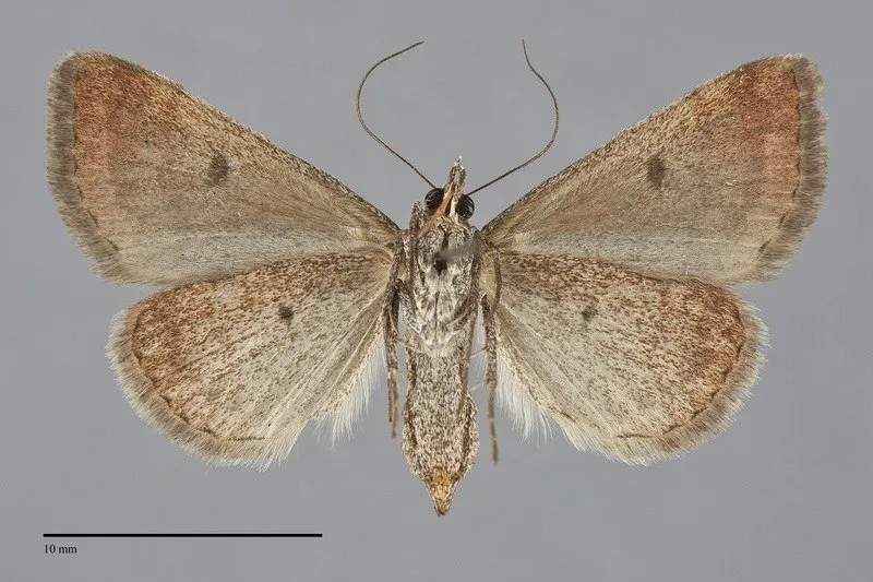 Hemeroplanis historialis