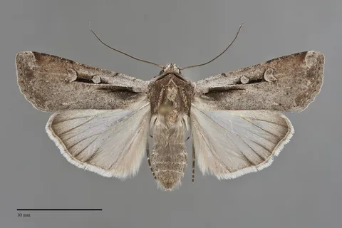 Hemieuxoa rudens