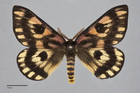 Hemileuca eglanterina