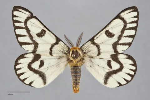 Hemileuca hera